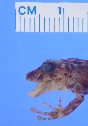 Media type: image; Herpetology A-92937